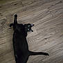 Shelby is registered to the contest to win money with this photo: cat, black_cat, pet, animal, floor, wood_floor, laying_down, looking_up, curious, indoor, feline, whiskers, tail, ears, eyes, relaxed, stretching, domestic_animal, cute, cozy