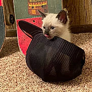 Ash joined the competition — help win amazing prizes! kitten, cat, black_cap, carpet, skateboard, indoor, playful, tongue_out, pet, animal, feline, cute, curious, small, young, fur, ears, wooden_wall, colorful, texture