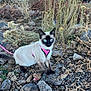 cat, siamese_cat, blue_eyes, pink_harness, outdoor, rocks, dry_plants, water, nature, animal, pet, fur, whiskers, tail, ground, wildlife, daylight, curious, mammal, leash