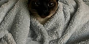 Ash is registered to the contest to win money with this photo: cat, siamese_cat, blanket, cozy, indoor, pet, furry, animal, cute, home, comfort, wrapped, snug, relaxed, fur, ears, eyes, living_room, fabric, soft