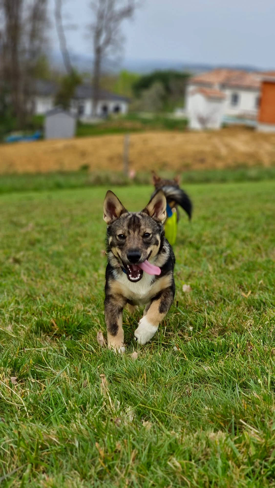 Siroï Et Saïko participe au concours pour gagner de l'argent avec cette photo : building, canidae, carnivore, collar, companion_dog, dog, dog_breed, dog_supply, fawn, grass, grassland, leash, plant, sky, snout, soil, sporting_group, tail, tree, working_dog