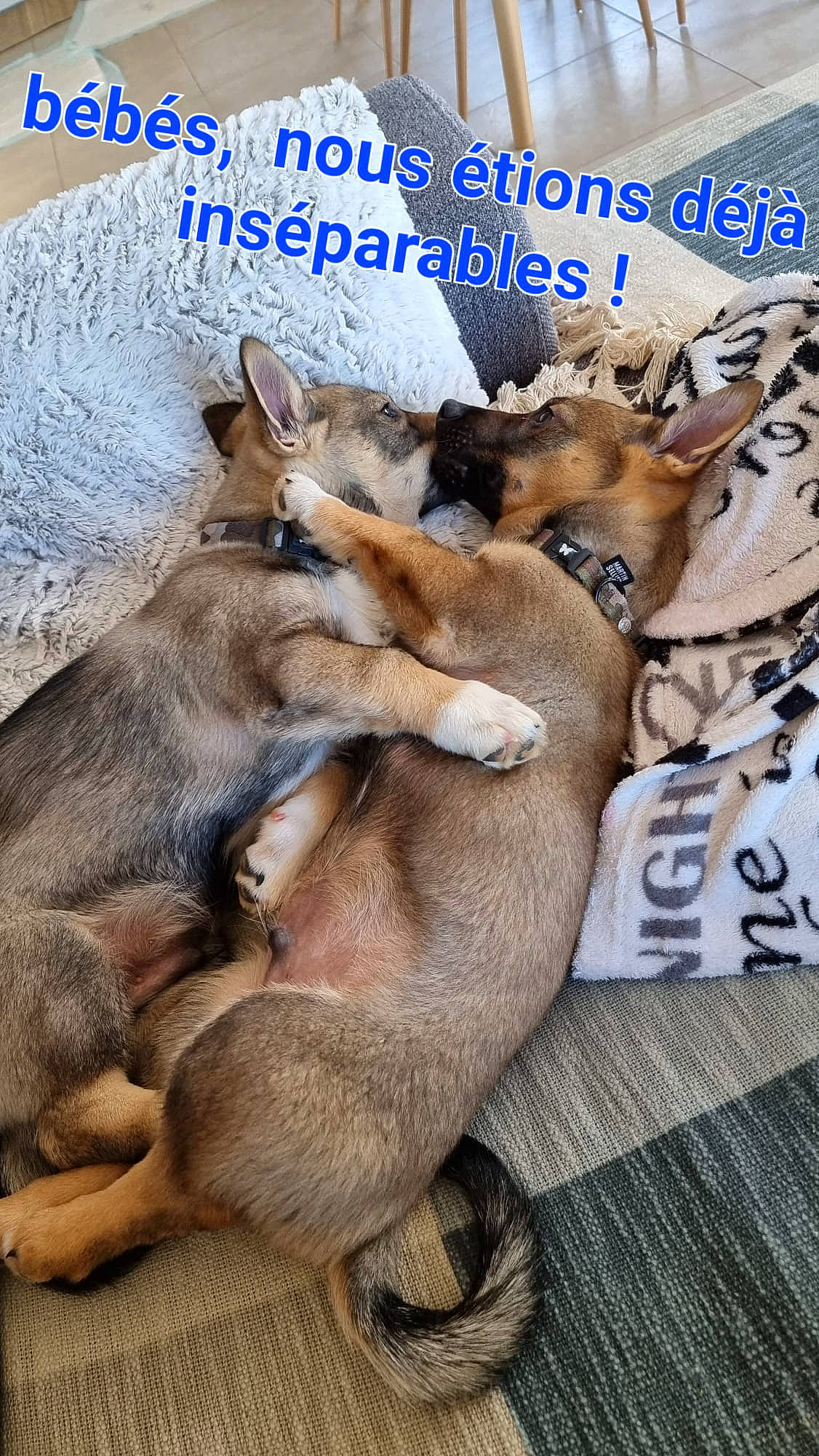 Siroï Et Saïko participe au concours pour gagner de l'argent avec cette photo : canidae, carnivore, companion_dog, dog, dog_breed, fawn, font, fur, happy, liver, nap, paw, photo_caption, publication, snout, sporting_group, terrestrial_animal, whiskers, wildlife, working_animal