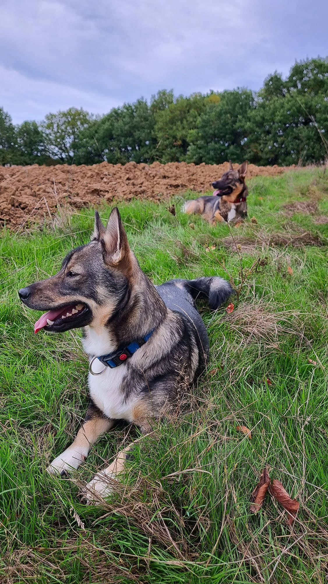 Siroï Et Saïko participe au concours pour gagner de l'argent avec cette photo : australian_cattle_dog, canidae, canis, carnivore, cloud, dog, dog_breed, fawn, grass, herding_dog, plant, sky, snout, soil, sporting_group, terrestrial_animal, tree, wolf, working_animal, working_dog