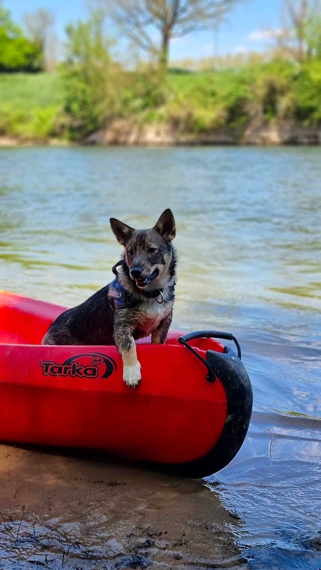 Siroï Et Saïko a rejoint le concours — aidez-le/la à gagner de superbes lots ! australian_stumpy_tail_cattle_dog, boat, boats_and_boating_equipment_and_supplies, body_of_water, canidae, carnivore, companion_dog, dog, dog_breed, dog_supply, herding_dog, lake, leisure, mammal, plant, recreation, sporting_group, vehicle, water, working_animal