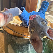 The Baby is registered to the contest to win money with this photo: cat, sphynx_cat, hairless_cat, blue_sweater, pet, indoor, window, sunlight, basket, curious, tongue_out, paw, playing, close_up, animal, feline, household, cute, stretching, soft_light