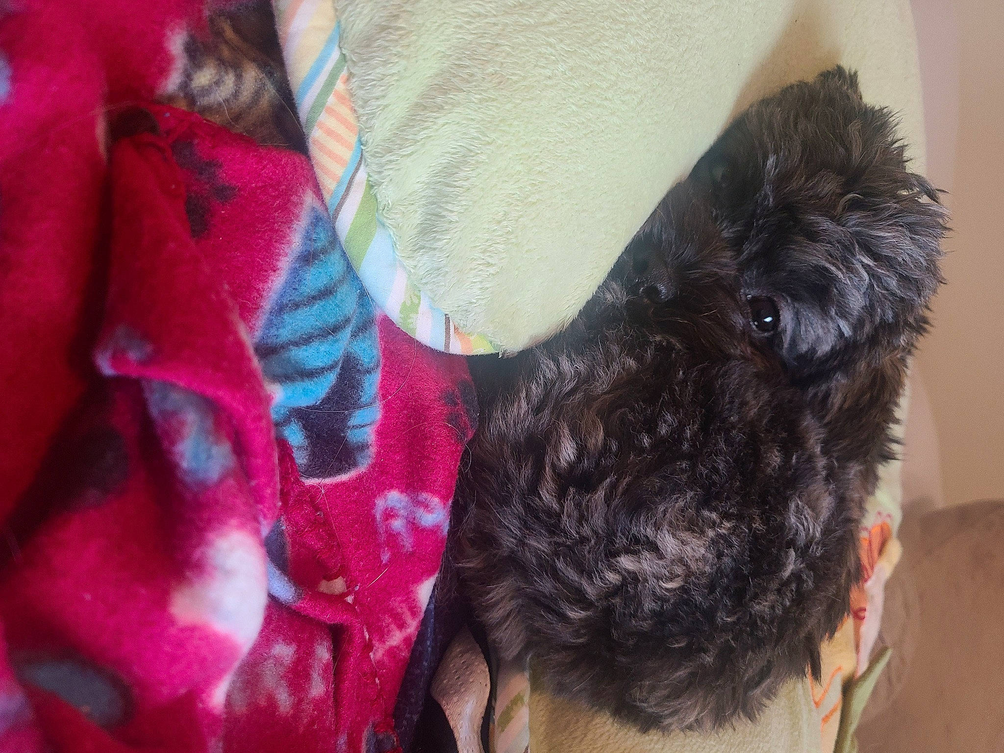 Oakley joined the competition — help win amazing prizes! canidae, carnivore, collar, companion_dog, dog, dog_breed, dog_collar, dog_supply, ear, fawn, fur, liver, magenta, pet_supply, small_terrier, snout, sporting_group, terrier, toy_dog, working_animal