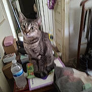 Trixie joined the competition — help win amazing prizes! cat, tabby, indoor, clutter, water_bottle, box, doorway, furniture, household_items, pet, curious, sitting, gray, striped, floor, indoor_lighting, domestic, animal, messy, room