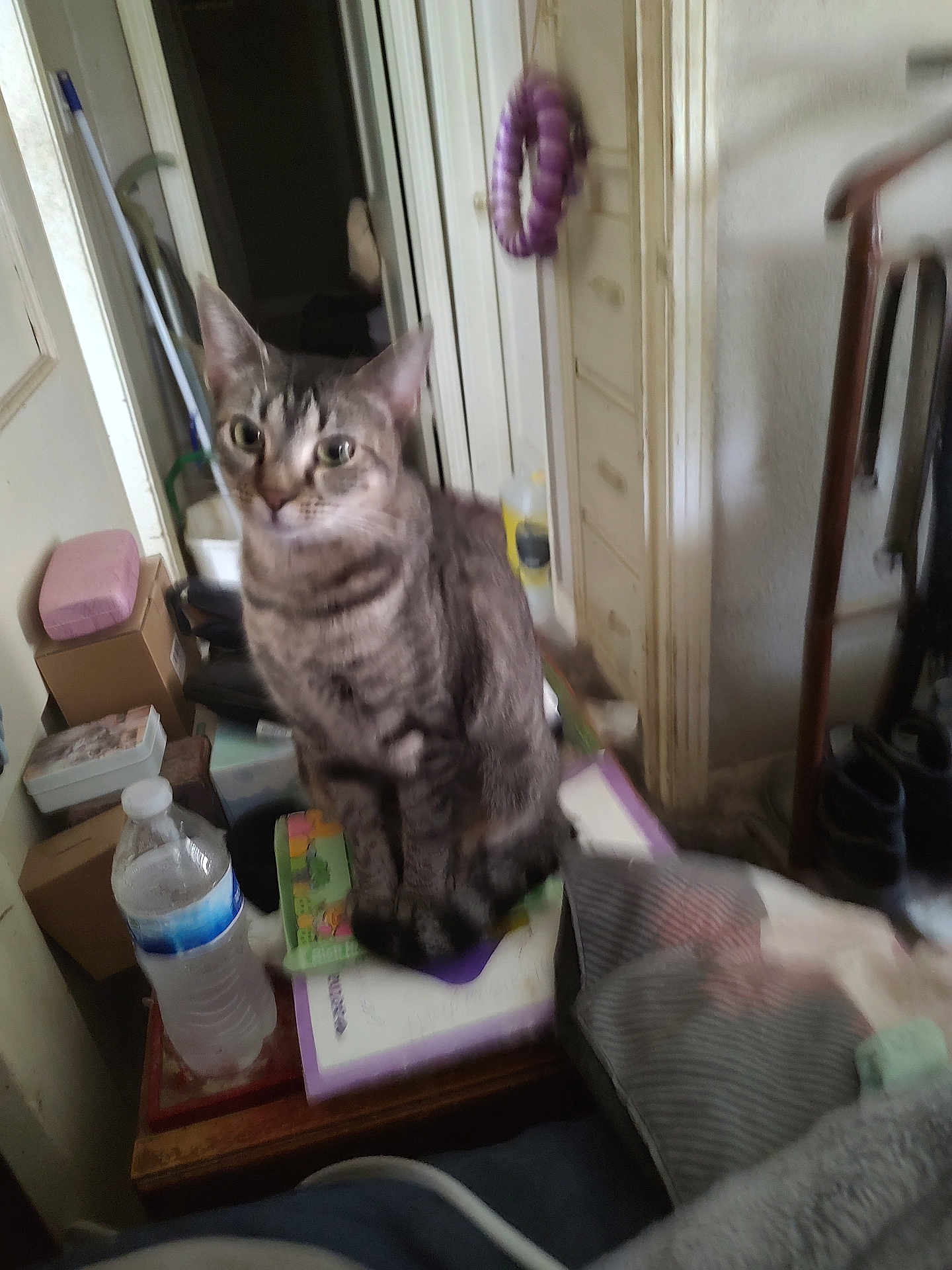 Trixie joined the competition — help win amazing prizes! cat, tabby, indoor, clutter, water_bottle, box, doorway, furniture, household_items, pet, curious, sitting, gray, striped, floor, indoor_lighting, domestic, animal, messy, room