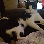 Sabastion is registered to the contest to win money with this photo: cat, black_and_white, lounging, indoor, blanket, cozy, feline, pet, relaxed, resting, fur, animal, domestic, home, curious, looking, soft, comfort, quiet, casual