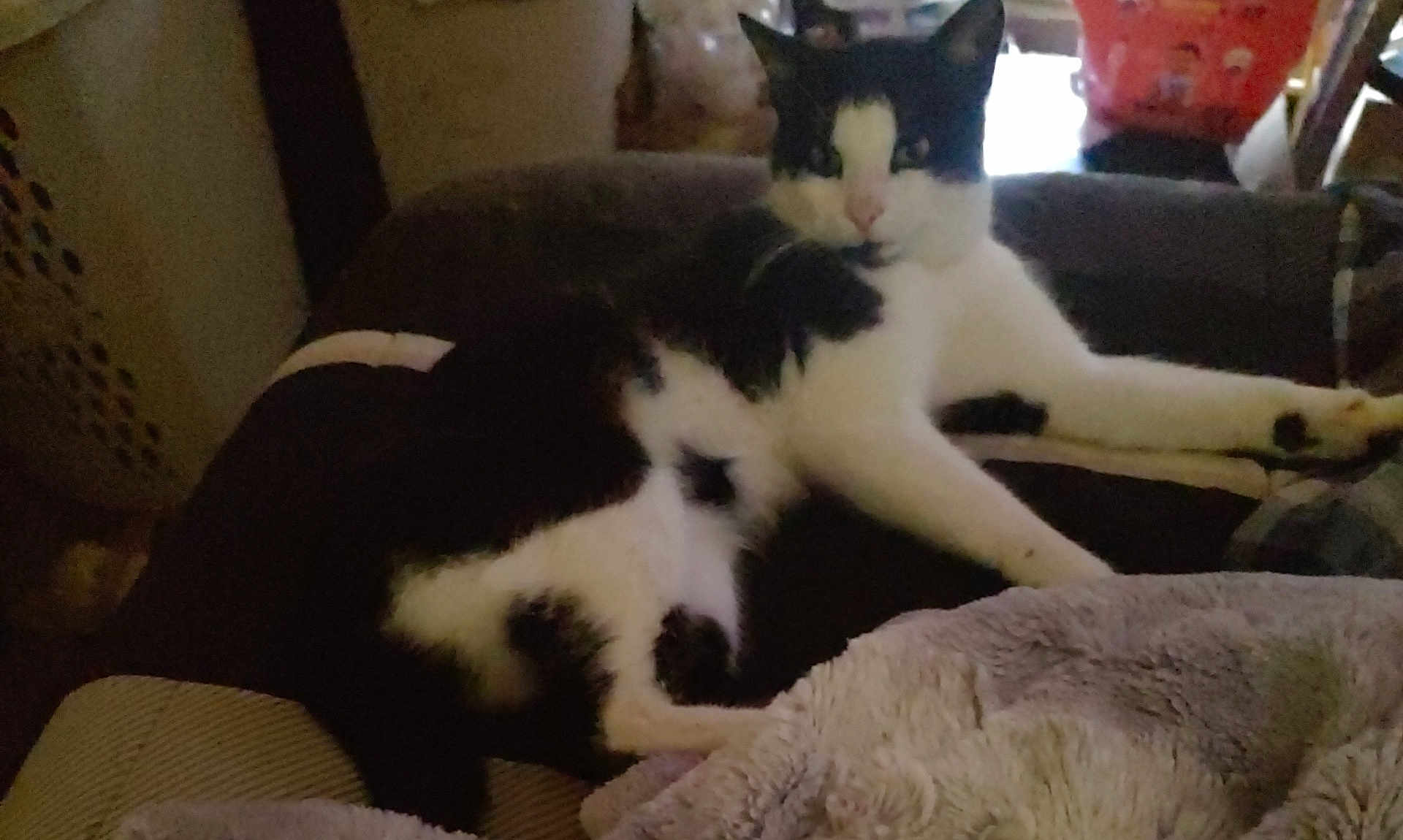 Sabastion is registered to the contest to win money with this photo: cat, black_and_white, lounging, indoor, blanket, cozy, feline, pet, relaxed, resting, fur, animal, domestic, home, curious, looking, soft, comfort, quiet, casual