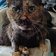 Charlotte joined the competition — help win amazing prizes! cat, tortoiseshell_cat, close_up, whiskers, green_eyes, plastic_container, indoor, pet, curious, feline, animal, paw, ears, fur, domestic_cat, looking_at_camera, household, cute, mammal, portrait