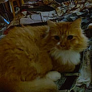 Marnalade is registered to the contest to win money with this photo: animal, blanket, cat, close_up, cozy, cute, dim_light, domestic_cat, ears, fluffy, fur, furniture, indoor, orange_cat, patterned_blanket, pet, resting, sleeping, whiskers, white_fur