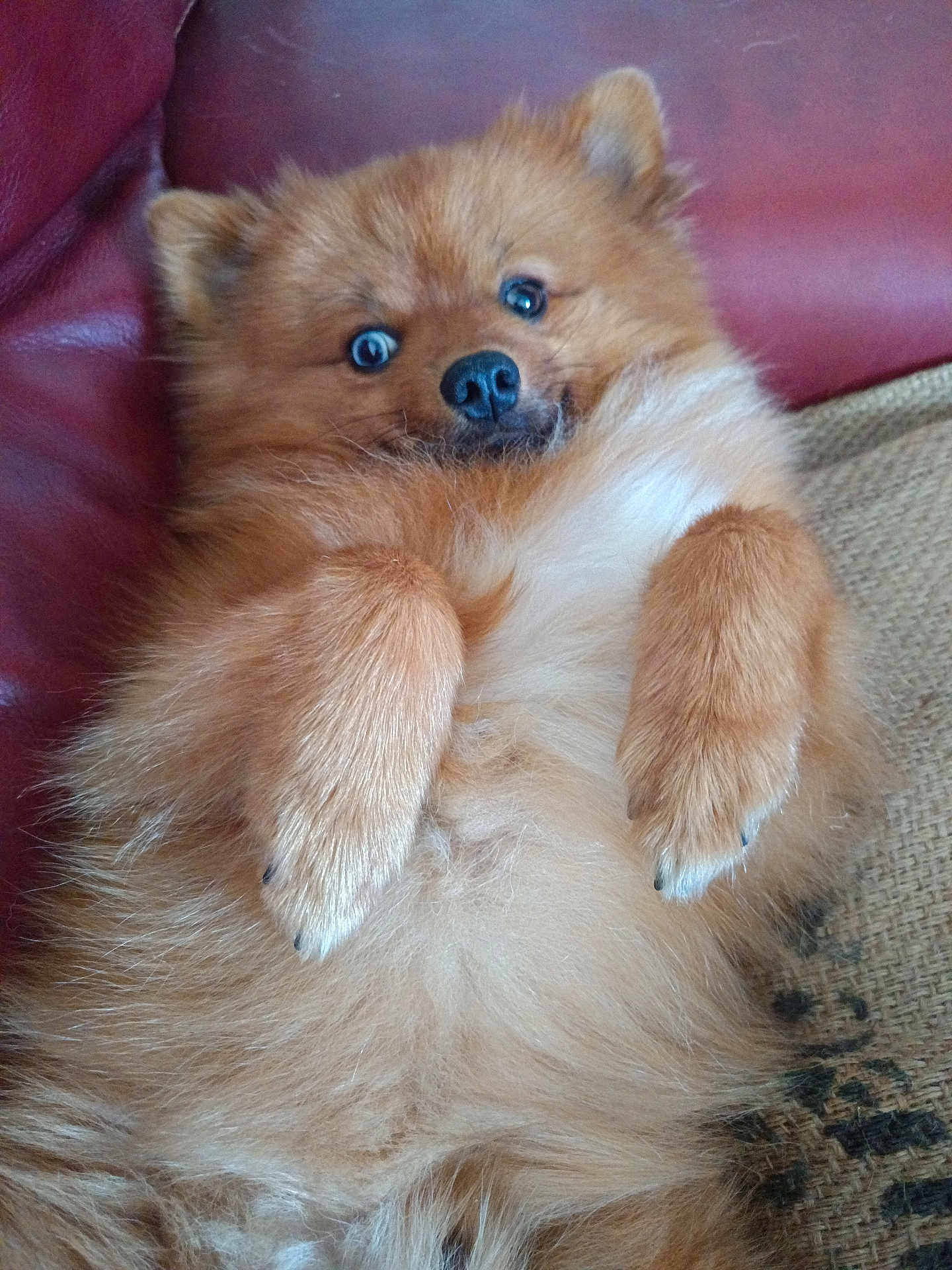 Ugo