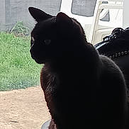 Oly a rejoint le concours — aidez-le/la à gagner de superbes lots ! cat, black_cat, silhouette, window, indoor, outdoor, grass, chair, plastic_chair, pet, animal, side_view, feline, nature, daylight, shadow, quiet, still_life, curiosity, profile