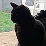 cat, black_cat, silhouette, window, indoor, outdoor, grass, chair, plastic_chair, pet, animal, side_view, feline, nature, daylight, shadow, quiet, still_life, curiosity, profile