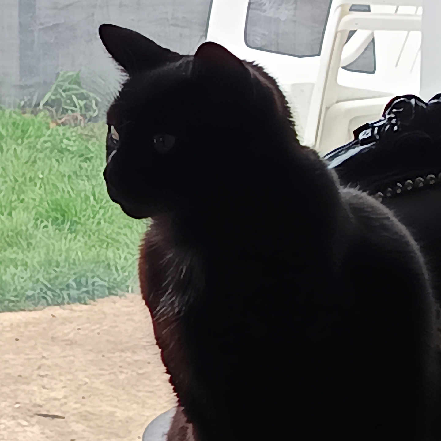 Oly a rejoint le concours — aidez-le/la à gagner de superbes lots ! animal, black_cat, cat, chair, curiosity, daylight, feline, grass, indoor, nature, outdoor, pet, plastic_chair, profile, quiet, shadow, side_view, silhouette, still_life, window