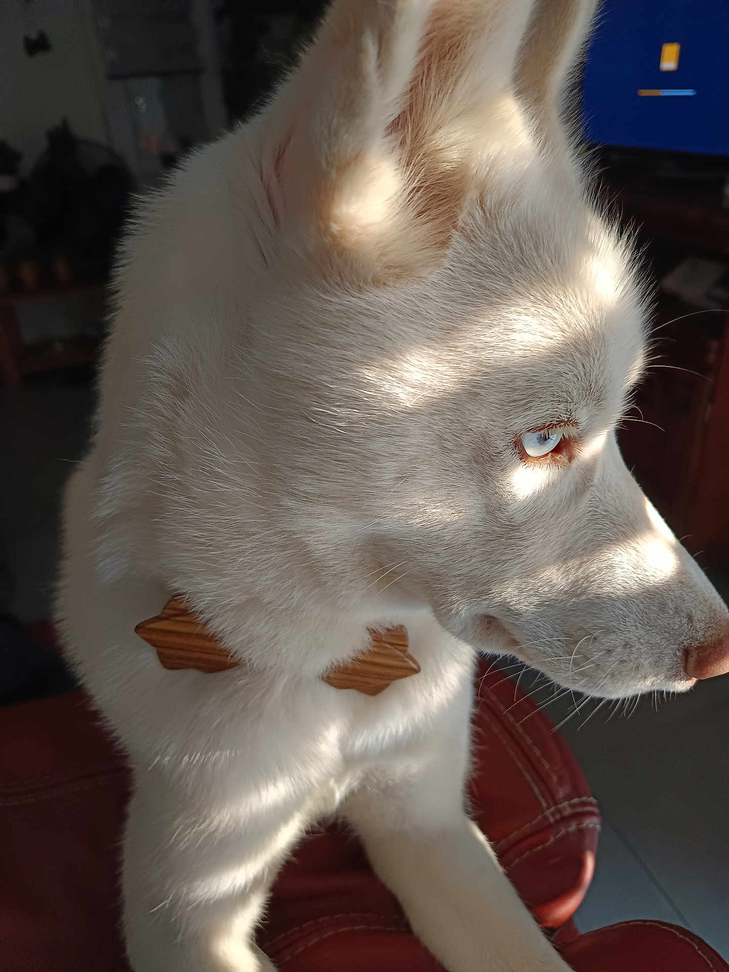 Ursula participe au concours pour gagner de l'argent avec cette photo : dog, white_dog, blue_eyes, side_profile, close_up, wooden_bow_tie, indoor, soft_light, shadow_pattern, fur, pet, animal, chair, cozy, domestic, mammal, portrait, cute, calm, focused