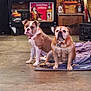 animal, blanket, bottle, brown, bulldog, can, collar, concrete_floor, dog, floor, garage, indoor, liquor, pet, pool_cues, sitting, two_dogs, white, wood, workshop