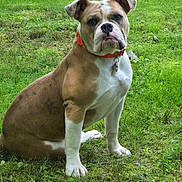 Echó joined the competition — help win amazing prizes! alert, animal, brown, bulldog, canine, collar, companion, cute, dog, domestic, friendly, grass, mammal, nature, outdoor, pet, portrait, sitting, summer, white