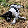 animal, black_and_white, canine, dog, earth, field, fur, grass, lying_down, mammal, nature, outdoor, paw, pet, relaxed, resting, sleeping, spotted, summer, sunlight