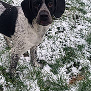 Loky participe au concours pour gagner de l'argent avec cette photo : alert, animal, black_and_white, canine, curious, daylight, dog, ears, face, field, fur, grass, mammal, nature, outdoor, pet, playful, snow, standing, winter