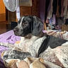Loky participe au concours pour gagner de l'argent avec cette photo : bed, black_and_white, blanket, canine, closet, clothing, comfortable, dog, domestic_animal, fan, fur, furniture, home, indoor, pet, portrait, relaxation, resting, side_view, sleepy