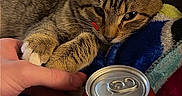 Cece joined the competition — help win amazing prizes! bed, blanket, can, casual, cat, claw, colorful, dr_pepper, drink, feline, furniture, hand, human, indoor, paw, pet, relaxation, resting, striped, tabby