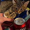 Cece joined the competition — help win amazing prizes! cat, tabby, hand, blanket, can, drink, dr_pepper, indoor, feline, pet, resting, colorful, striped, claw, paw, human, furniture, relaxation, bed, casual