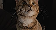 Cece is registered to the contest to win money with this photo: cat, kitten, tabby, pet, animal, feline, whiskers, ears, fur, curious, alert, indoor, blanket, striped, young, cute, mammal, sitting, portrait, looking_up