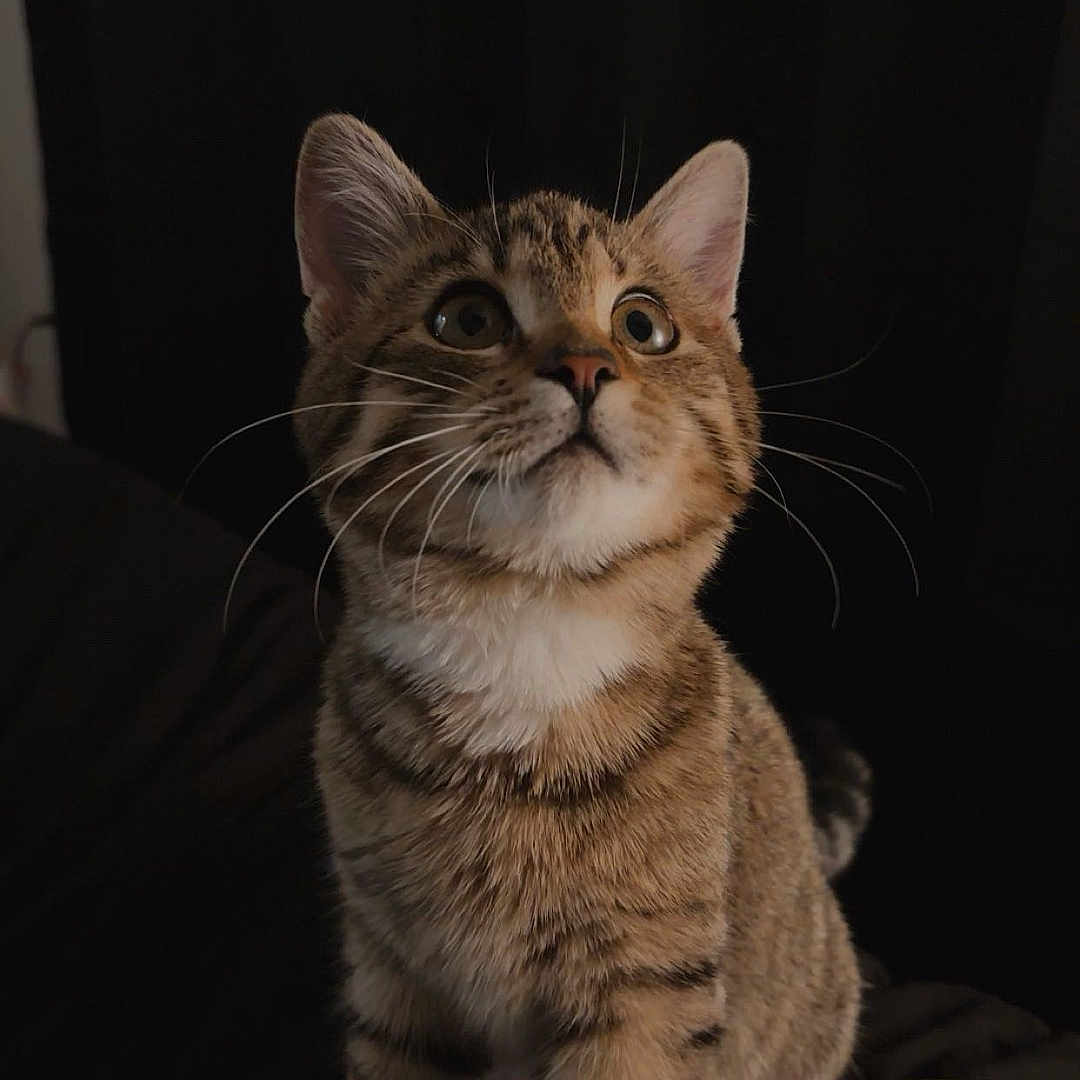 Cece is registered to the contest to win money with this photo: cat, kitten, tabby, pet, animal, feline, whiskers, ears, fur, curious, alert, indoor, blanket, striped, young, cute, mammal, sitting, portrait, looking_up