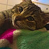 cat, tabby, animal, pet, feline, resting, blanket, indoor, cozy, cute, fur, whiskers, closeup, sleepy, face, eyes, comfort, soft, colorful, domestic
