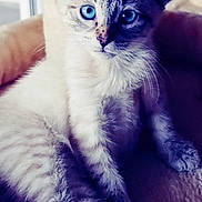 Aria joined the competition — help win amazing prizes! kitten, cat, blue_eyes, feline, pet, animal, soft, fur, indoor, cat_tree, beige, cute, young, whiskers, relaxed, portrait, close_up, domestic, mammal, curious