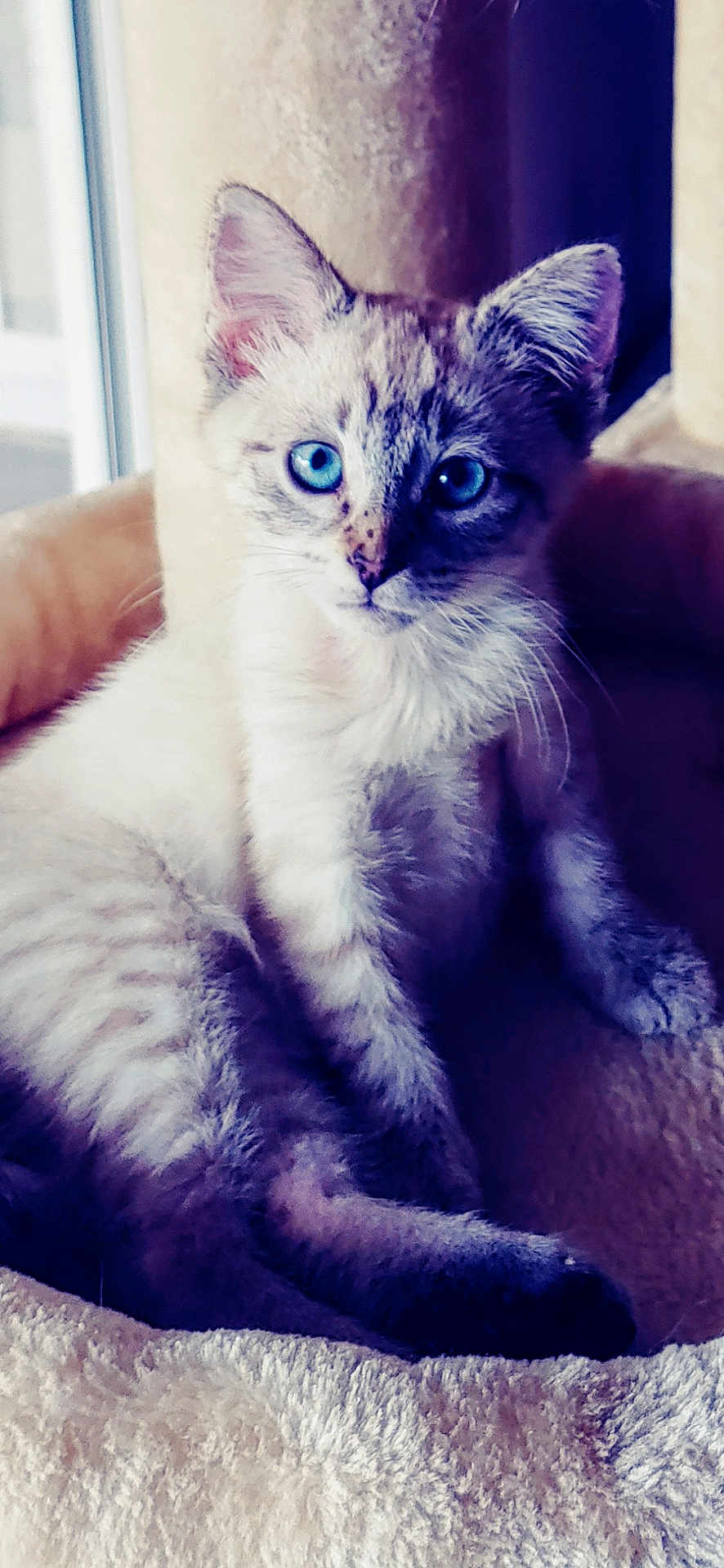 Aria joined the competition — help win amazing prizes! kitten, cat, blue_eyes, feline, pet, animal, soft, fur, indoor, cat_tree, beige, cute, young, whiskers, relaxed, portrait, close_up, domestic, mammal, curious
