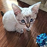 Aria is registered to the contest to win money with this photo: adorable, animal, blue_eyes, cat, curious, cute, domestic_cat, ears, flooring, fur, indoor, kitten, looking_up, pet, playful, small, toy, whiskers, wooden_floor, young