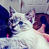 Aria joined the competition — help win amazing prizes! animal, blue_eyes, casual, cat, close_up, comfort, cute, door, ears, floor, furry, hand, home, indoor, kitten, person, pet, resting, shoe, whiskers