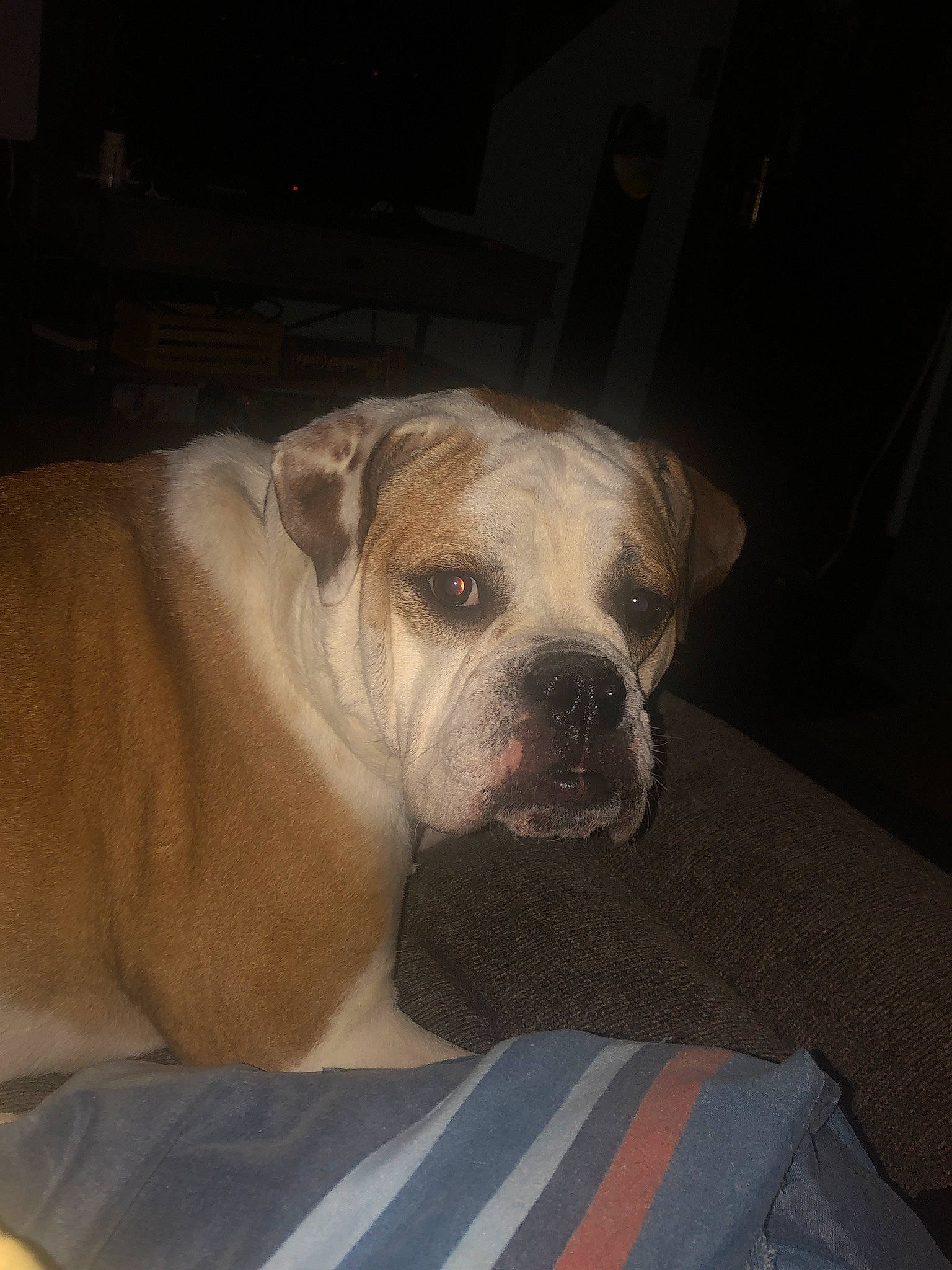 Edie is registered to the contest to win money with this photo: bored, bulldog, canidae, carnivore, comfort, companion_dog, dog, dog_breed, fawn, molosser, non_sporting_group, puppy_love, snout, sporting_group, terrestrial_animal, toy_dog, whiskers, white_english_bulldog, working_animal, wrinkle
