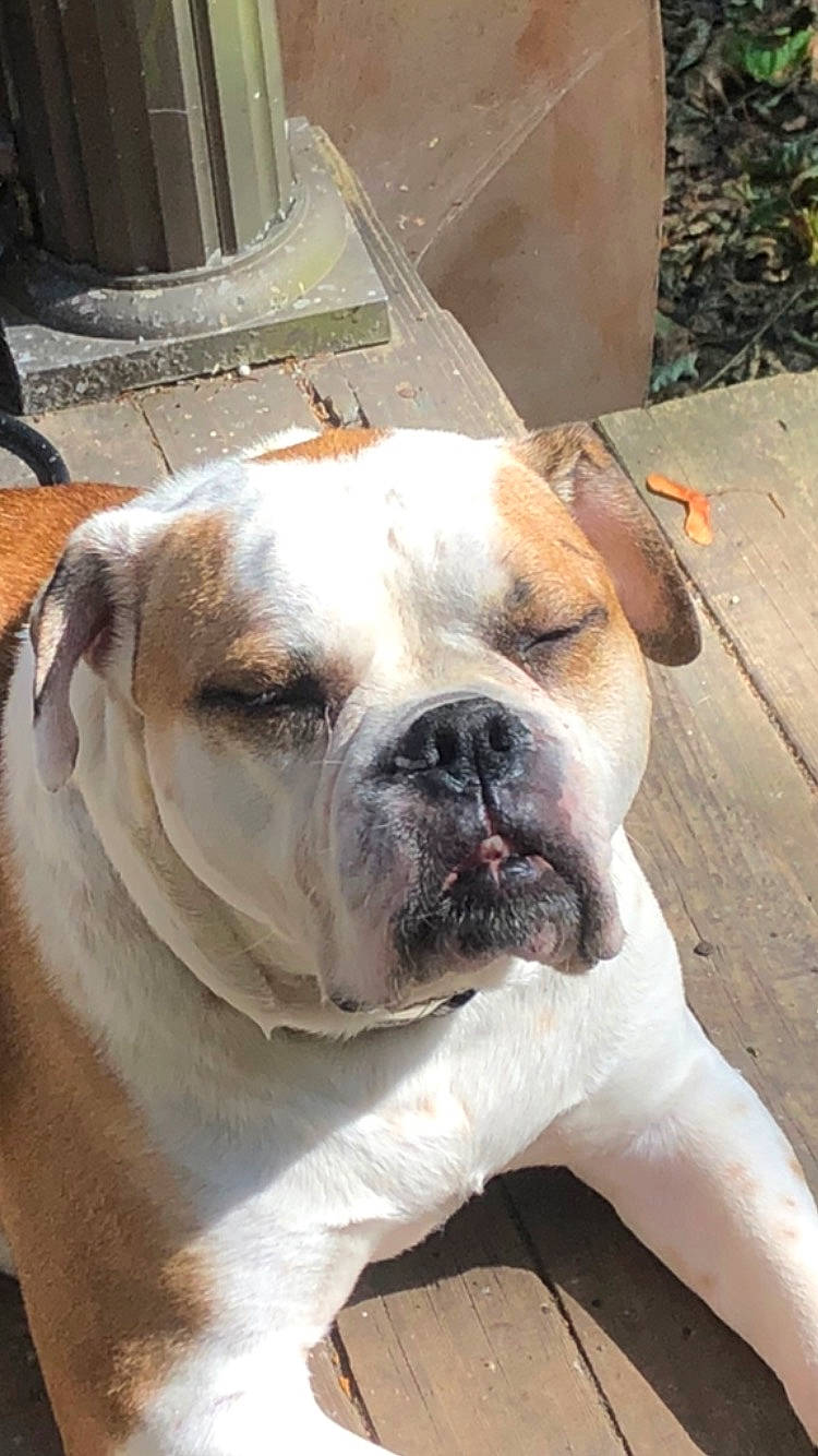 Edie is registered to the contest to win money with this photo: bulldog, canidae, carnivore, collar, companion_dog, dog, dog_breed, dog_collar, fawn, molosser, non_sporting_group, old_english_bulldog, snout, sporting_group, terrestrial_animal, whiskers, working_animal, working_dog, wrinkle