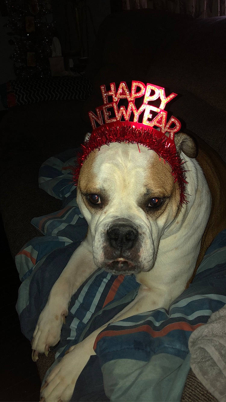 Edie is registered to the contest to win money with this photo: canidae, carmine, carnivore, companion_dog, costume_hat, dog, dog_breed, dog_clothes, dog_supply, event, fawn, fur, hat, holiday, personal_protective_equipment, puppy, santa_claus, sporting_group, whiskers, working_animal