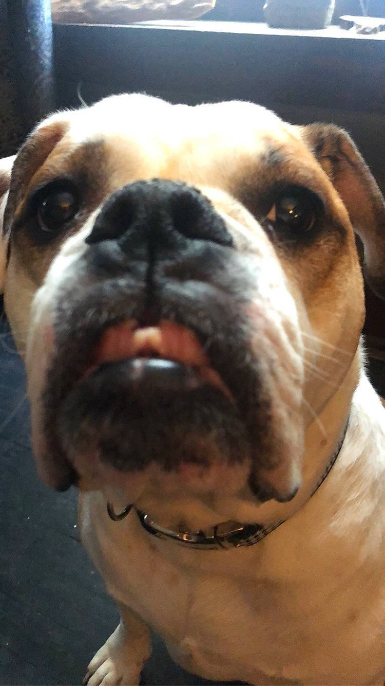 Edie is registered to the contest to win money with this photo: canidae, carnivore, collar, companion_dog, dog, dog_breed, dog_collar, fawn, fur, head, jaw, molosser, pet_supply, snout, sporting_group, terrestrial_animal, whiskers, working_animal, working_dog, wrinkle