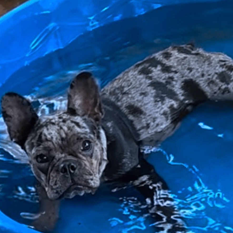 Faith Isabella is registered to the contest to win money with this photo: animal, bostonbull, bulldog, canine, dog, frenchbulldog, pet, pitbull, pool, pug, puppy, tub, water