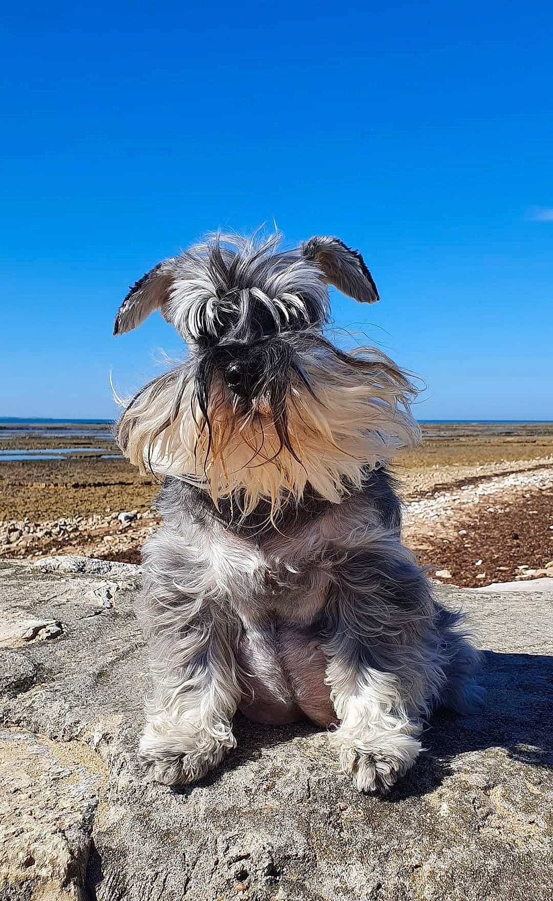 Diablotine a rejoint le concours — aidez-le/la à gagner de superbes lots ! beach, canidae, carnivore, companion_dog, dog, dog_breed, dog_supply, fawn, fur, liver, sky, small_terrier, snout, soil, sporting_group, tail, terrestrial_animal, terrier, toy_dog, water