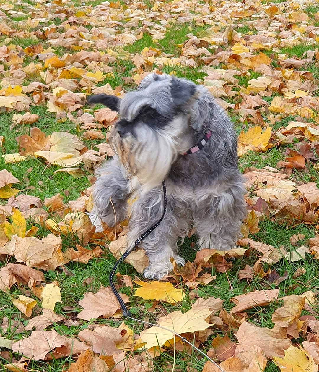 Diablotine participe au concours pour gagner de l'argent avec cette photo : canidae, carnivore, companion_dog, dog, dog_breed, fawn, fur, grass, groundcover, leaf, liver, schnauzer, snout, soil, sporting_group, standard_schnauzer, tail, terrestrial_animal, terrier, working_animal