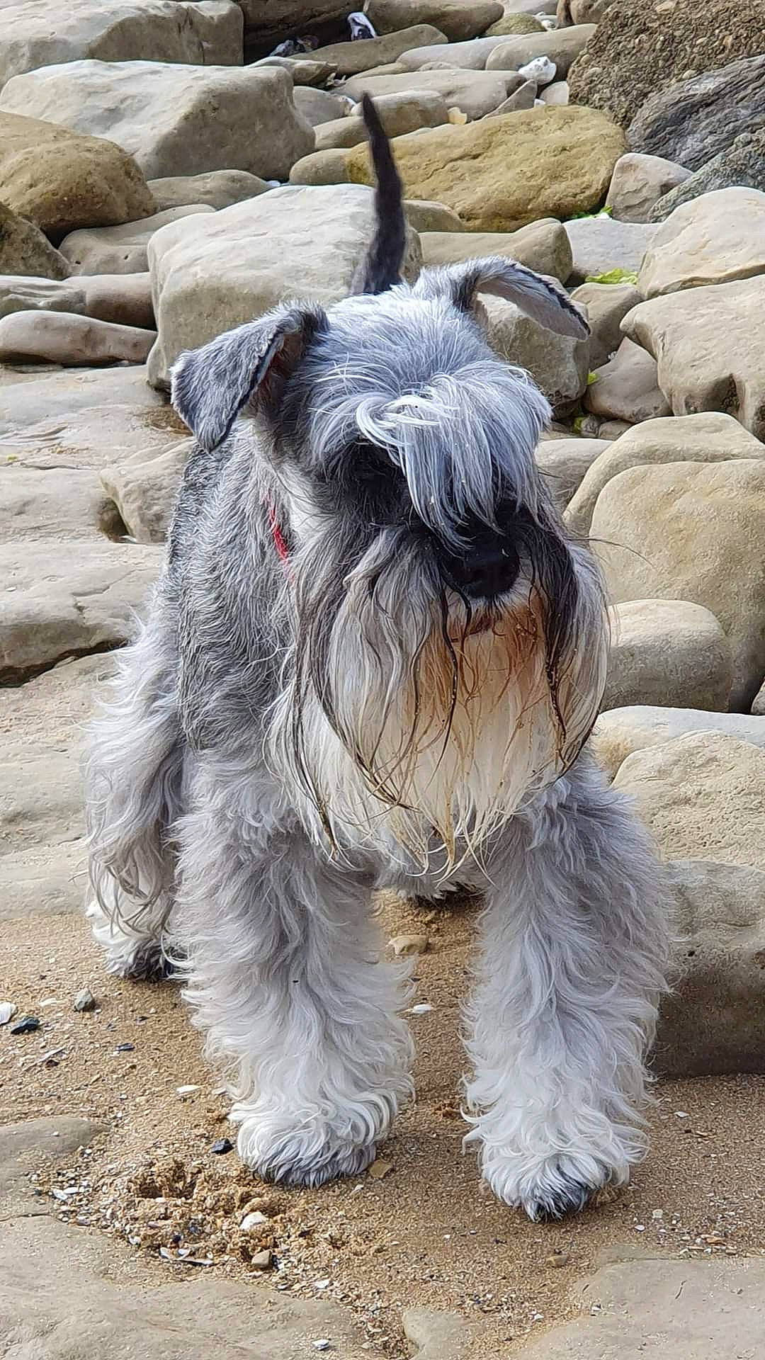 Diablotine a rejoint le concours — aidez-le/la à gagner de superbes lots ! canidae, carnivore, companion_dog, dog, dog_breed, fur, giant_dog_breed, grey, livestock, non_sporting_group, pack_animal, romanian_mioritic_shepherd_dog, schnauzer, small_terrier, snout, sporting_group, terrestrial_animal, terrier, toy_dog, working_animal