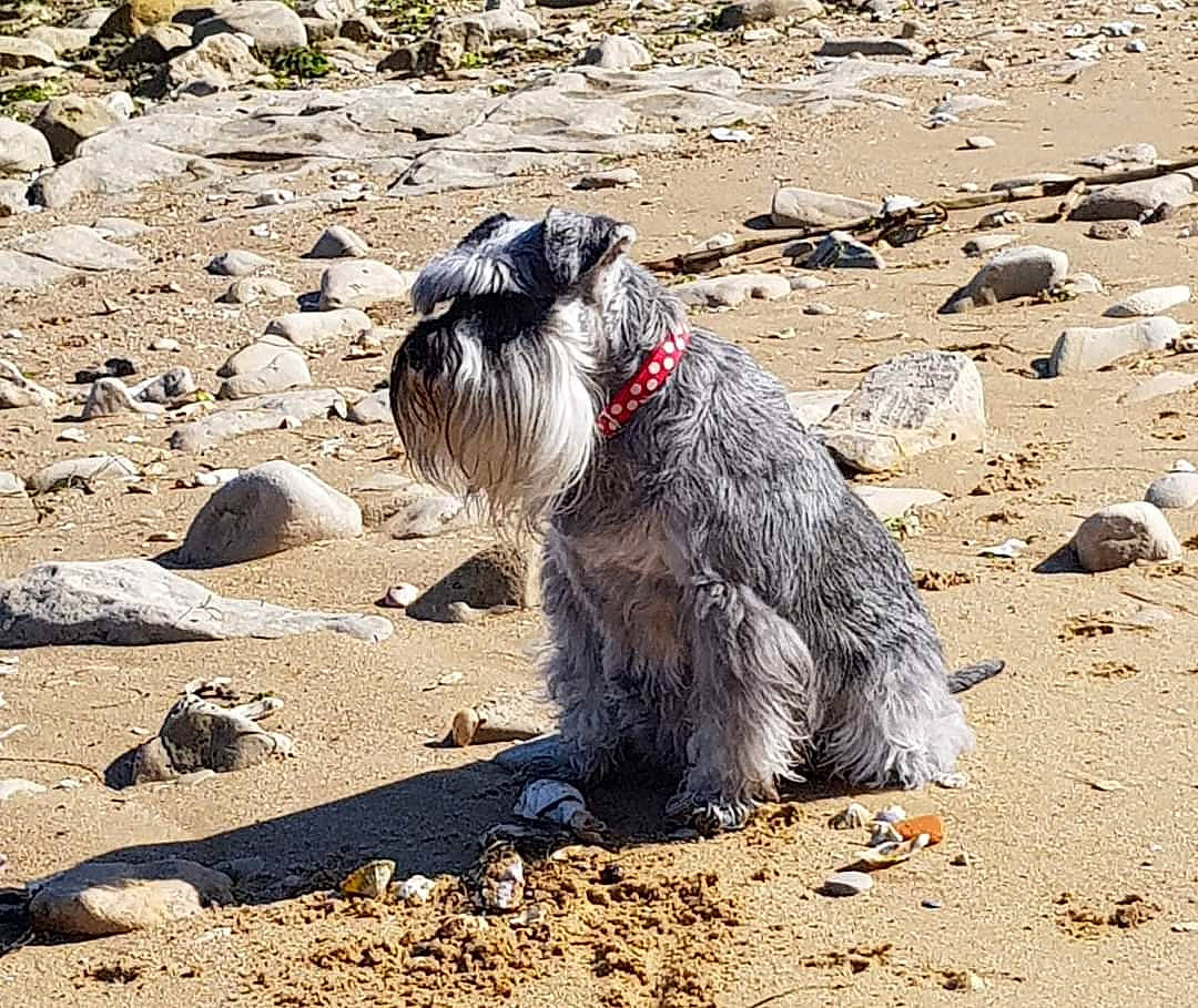 Diablotine a rejoint le concours — aidez-le/la à gagner de superbes lots ! bearded_collie, canidae, carnivore, companion_dog, dog, dog_breed, fur, non_sporting_group, rock, romanian_mioritic_shepherd_dog, small_terrier, snout, soil, sporting_group, tail, terrestrial_animal, terrier, toy_dog, water_dog, working_animal