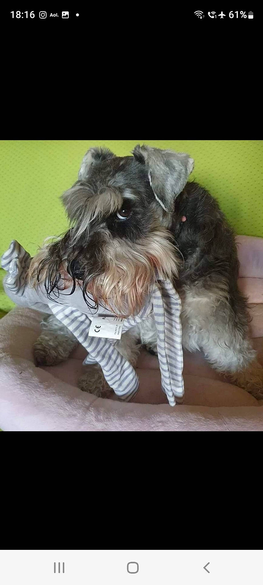 Espoir Argantis a rejoint le concours — aidez-le/la à gagner de superbes lots ! biewer_terrier, canidae, carnivore, companion_dog, dog, dog_breed, dog_collar, dog_supply, fur, liver, maltepoo, pet_supply, schnauzer, small_terrier, snout, sporting_group, standard_schnauzer, tail, terrier, toy_dog