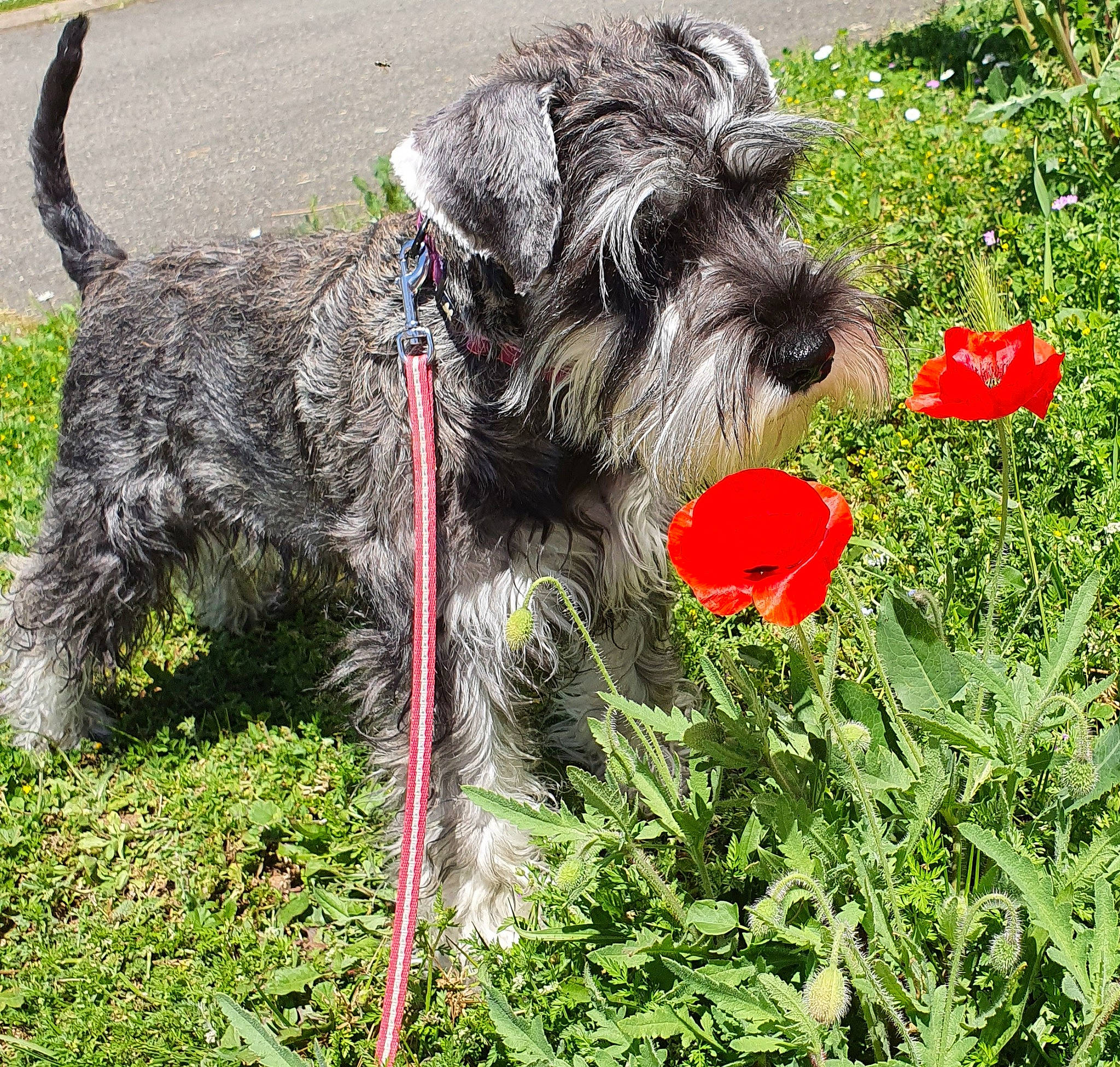 Espoir Argantis a rejoint le concours — aidez-le/la à gagner de superbes lots ! canidae, carnivore, collar, companion_dog, coquelicot, dog, dog_breed, dog_collar, dog_supply, grass, plant, schnauzer, small_terrier, sporting_group, standard_schnauzer, tail, terrier, toy_dog, water_dog, working_animal