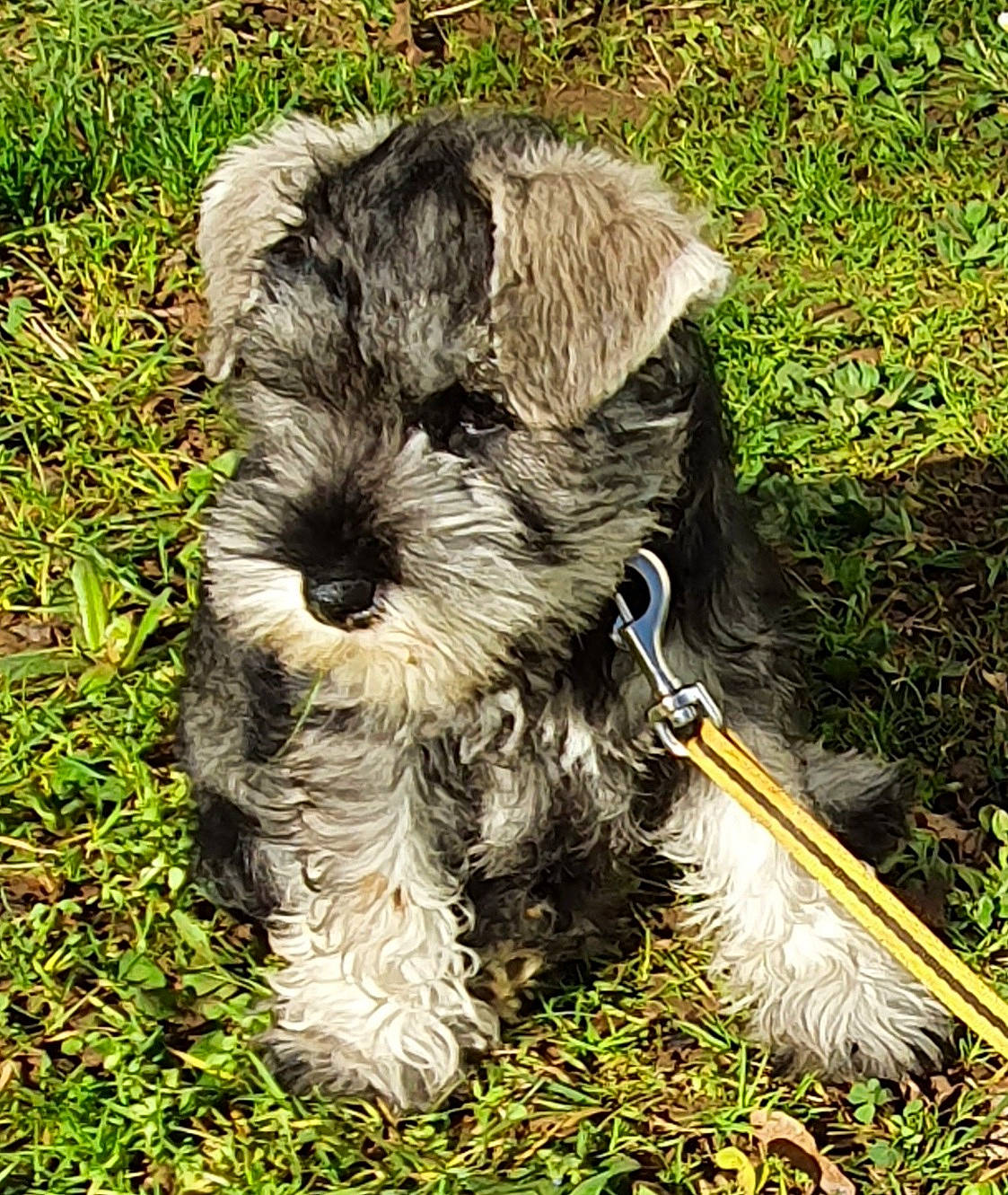 Espoir Argantis a rejoint le concours — aidez-le/la à gagner de superbes lots ! ancient_dog_breeds, canidae, carnivore, companion_dog, dog, dog_breed, grass, groundcover, non_sporting_group, plant, puppy, schnauzer, small_terrier, soil, sporting_group, terrestrial_animal, terrier, toy_dog, water_dog, working_animal