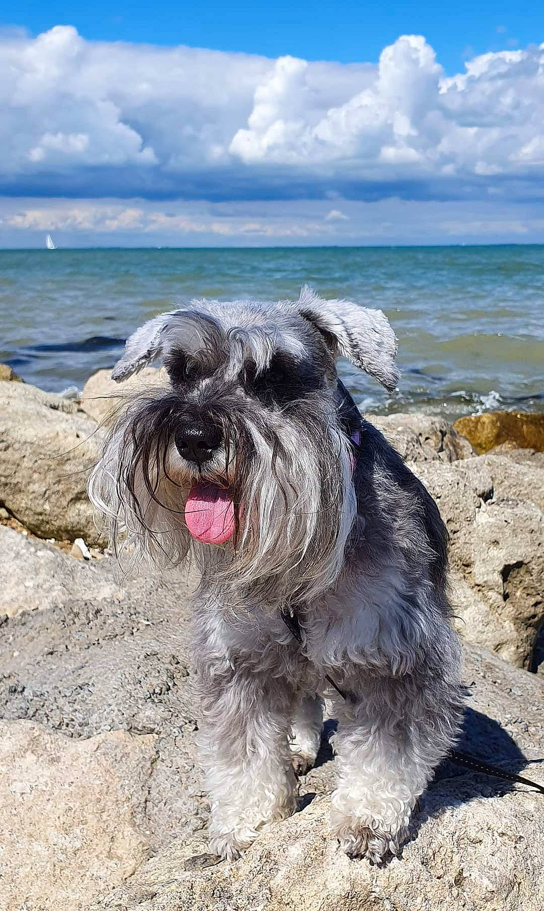 Jambalaya a rejoint le concours — aidez-le/la à gagner de superbes lots ! beach, canidae, carnivore, catalan_sheepdog, cloud, companion_dog, cumulus, dog, dog_breed, ocean, sky, small_terrier, snout, sporting_group, terrier, toy_dog, water, water_dog, wind_wave, working_animal