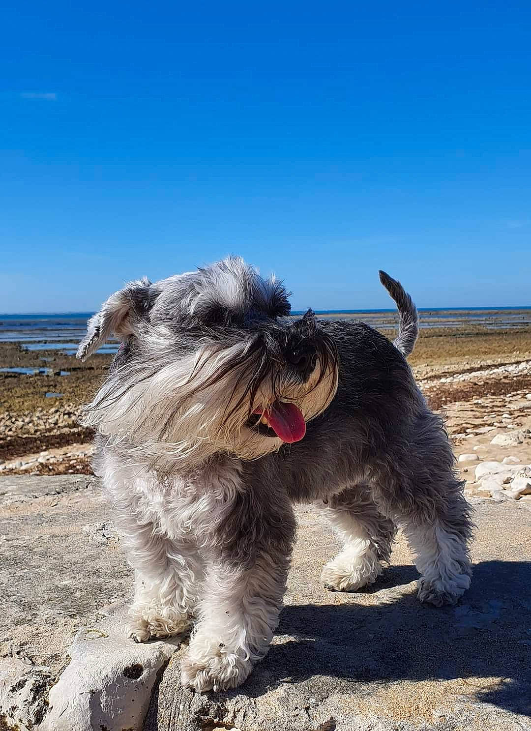 Jambalaya a rejoint le concours — aidez-le/la à gagner de superbes lots ! beach, canidae, carnivore, companion_dog, dog, dog_breed, dog_collar, dog_supply, fur, ocean, schnauzer, sky, small_terrier, snout, sporting_group, tail, terrier, toy_dog, water, water_dog