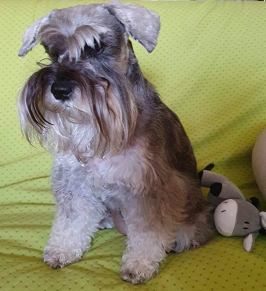Jambalaya participe au concours pour gagner de l'argent avec cette photo : canidae, carnivore, collar, companion_dog, dog, dog_breed, dog_collar, fur, liver, non_sporting_group, pet_supply, schnauzer, small_terrier, sporting_group, standard_schnauzer, tail, terrier, toy_dog, working_animal